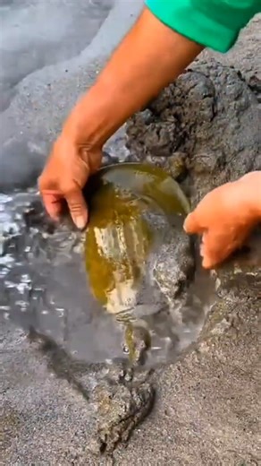 How Chinese Hunters Call Turtles Out of Hiding