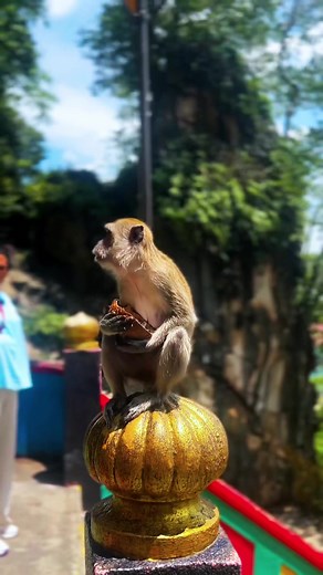 Monkey Vibes in Batu Caves - Explore Nature's Playful Side