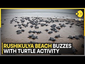 Endangered Sea Turtles Return To Nest In Odisha | World News | WION