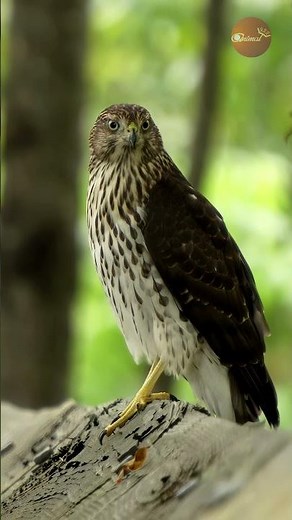 Majestic Even as a Juvenile: Young Cooper's Hawk!