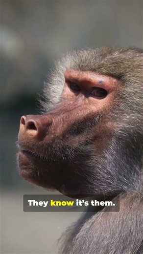 Do ANIMALS Really Know Who They Are in Mirrors?