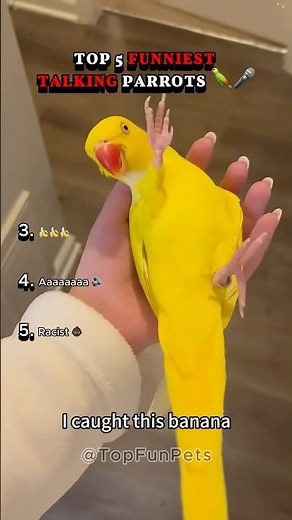Top 5 Funniest Talking Parrot Moments Ever 🦜🤣🎤