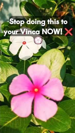 3 Steps to Save Your Vinca (Sadabahar) in Winter! 🌱❄️ #Shorts
