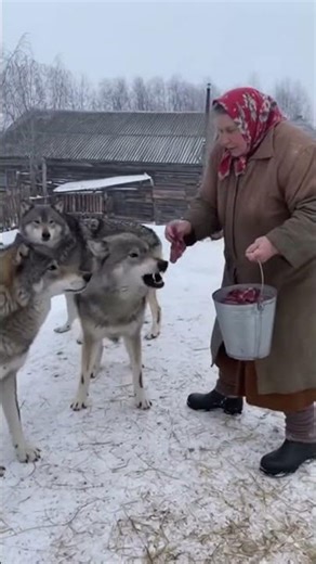 She feeds a wolf pack like chickens — SHOCKING footage! #wildliferescue #shorts
