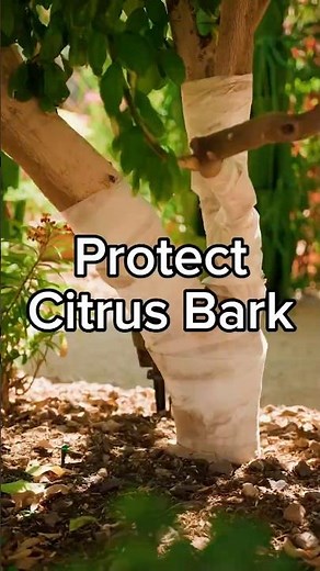 Your Citrus Tree Might Be Getting Sunburned