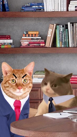 This year is off to a great start! 🐱📈📉 #memes #stockmarket #stonkcats #investing #kittyinvestor #stocks