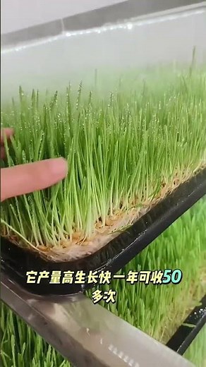 7-Day Hydroponic Fodder System: The Science of High-Efficiency Feed Production #cattlefeed