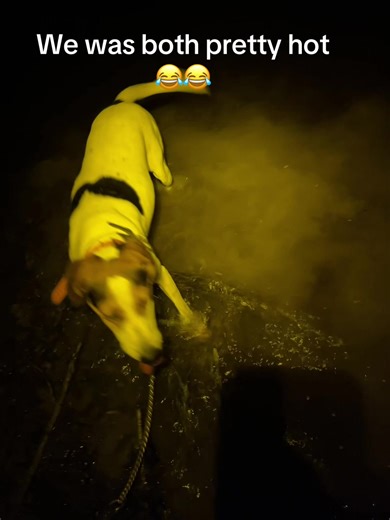 #coonhuntin #hounds #coonhoundlife #treeingwalker #teamyadkintar #texas @Coldstrike Hound Gear