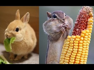Cute Adorable Animals – Eating compilation