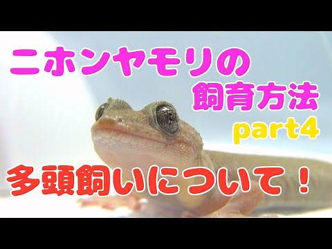 How to keep multiple Japanese geckos! [How to keep Japanese geckos part 4]