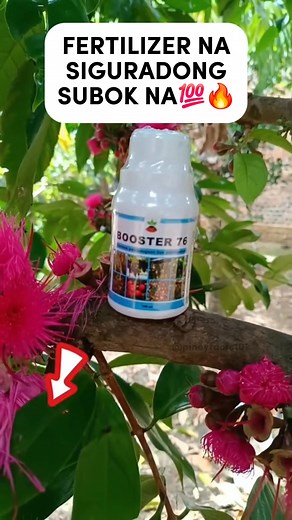 Mas mabilis tumubo, mas maraming bunga, mas healthy ang halaman! Perfect sa gulayan, prutas, at ornamental plants! Iclick lang ang link sa comment para sa price at info ⬇️⬇️ #LazadaPH #ShopeePH | Shopdirectph