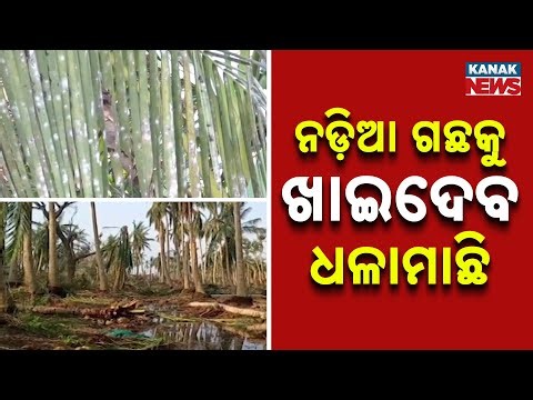 Whitefly Destroying Coconut Trees | Farmers In Trouble Again In Puri
