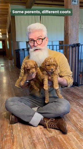 Goldendoodle Puppies From the Same Litter: Why Size and Coat Vary