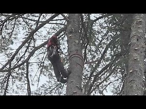 Triangle Cabling System | Girard Tree Service | Cabling |The Tree Care Industry Association