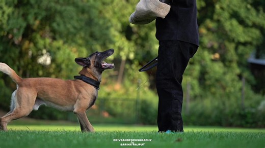 Booster vom Magischen Dreieck: Schutzdienst mit Malinois