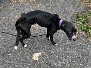 Animal Cruelty Charge For Kent Resident: Putnam County SPCA