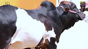 70 reactions · 3 comments | ~ P R E S E N T I N G ~ The Tremendous Black Ablak Beauty 礪 U Q A A B 礪 Cattle Kings Shouqeeno Ki Saltanat  0335-1283484 #CattleKings #MuzzammilsPhotography | Karachi Cow Mandi Services | Facebook