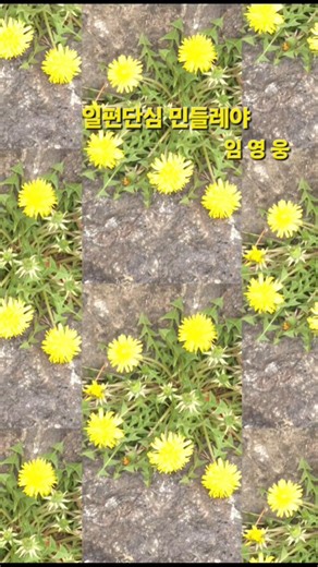 일편단심 민들레야 🌼 # a single-minded dandelion 🌼 # 임영웅 # 행복했던 장미 인생 🥀 # shorts