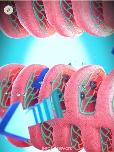 How do fish breathe? 🐟