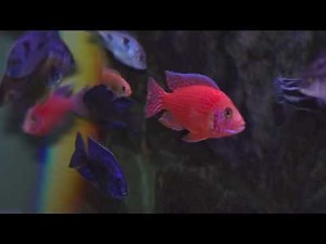 Meine Malawis - Buntbarsche aus Afrika