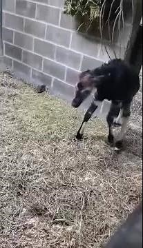Okapi Calf Takes First Steps After Birth at Cincinnati Zoo
