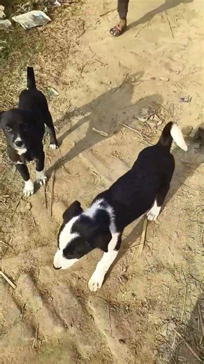 #viralvideo #puppy#dog