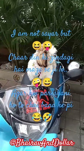 Memes 🤪 #funny #comedy #ytshorts #song #shihtzu #music #memes #jokes #shorts #subscribe #dollar