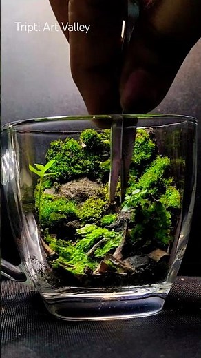 Moss Terrarium for snail | A DIY Home for snail. Miniature ecosystem Art