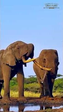 Giraffes, Elephants & a Curious Tortoise | ol Donyo Lodge LiveCam Series Ep2 | Great Plains