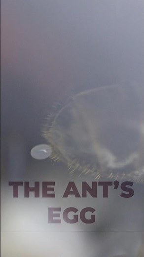 An ant queen lays eggs-a rare close up!!