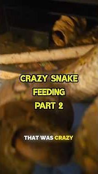 Part 2: My reticulated python going crazy during feeding last night...