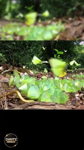 Hundreds of Butterflies Moving Together 🦋 | Nature’s Perfect Harmony #Shorts
