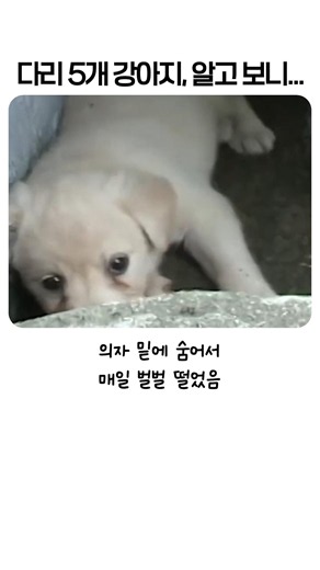 "장기까지 전부 2개라고요?" 수의사도 경악한 5족보행 강아지의 정체