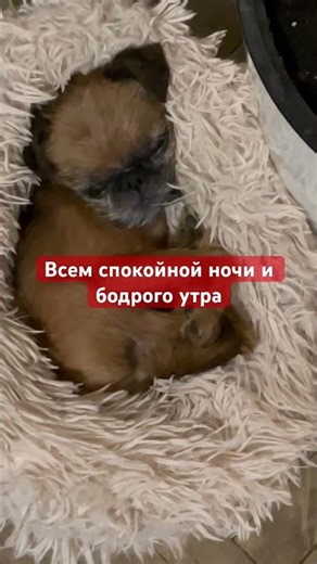 My assistant #buddy #dog #superdog #stream #dogs #four-leggedfriends #funny #love #family