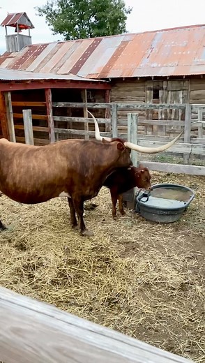 🤠🎄✨ Old West Christmas Light Fest in Boerne, TX was SO CUTE!! You drive-thru some beautiful lights that takes you to the Old West town where there is plenty to do. Lots of photo ops, s’mores, pictures with Santa, laser tag, food trucks, vendors for shopping and eats, longhorns, bull riding, live music and so much more! You can purchase tickets through their website below! ⤵️ https://christmaslightfest.com/ Use Promo Code- SAFOODIE for 10% off your order! | S.A.Foodie