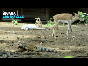 Impala and Iguana Enjoying Each Other Life