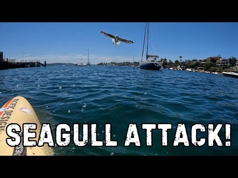 PADDLE BOARD ADVENTURE ENDS WITH SEAGULL ATTACK!