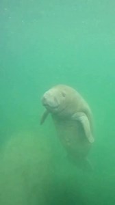 Hold on I got little flippers!😅💙 | Bird's Underwater Dive Center