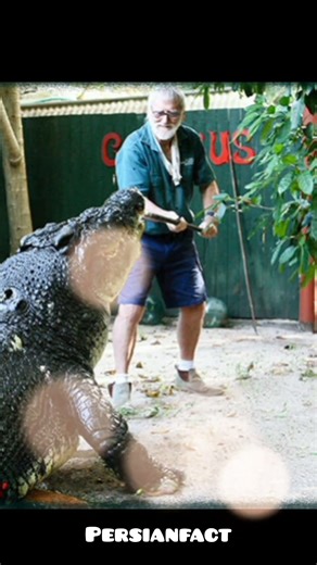 جنگل کروکودیل‌ها در فیلیپین 🌴🐊 دانستنی‌های شگفت‌انگیز و ترسناک! 😱✨