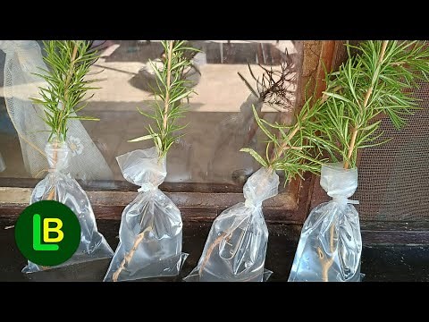 Any branch takes root very quickly if you do this