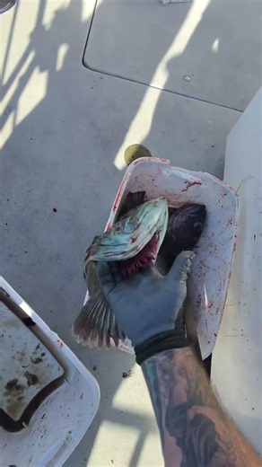 How to make Ling Cod Hearts #fishing #shorts #saltlife #lingcod #pnw