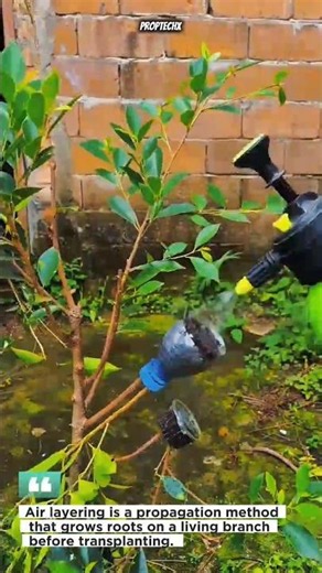 Air Layering Root Hack! Fast Plant Propagation Method #gardening #plants #farming