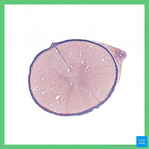 Estrutura da medula espinal