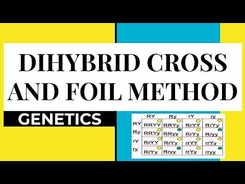 HOW TO DO A DIHYBRID CROSS WITH FOIL METHOD? | DIHYBRID CROSS/ TWO TRAITS CROSS MADE EASY |