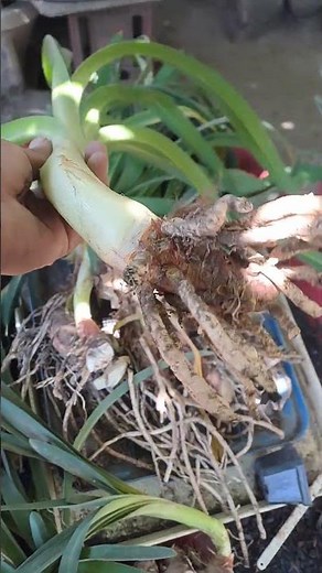 Agapanto Africano #tips #agapanthus #plants #tips #reproduction