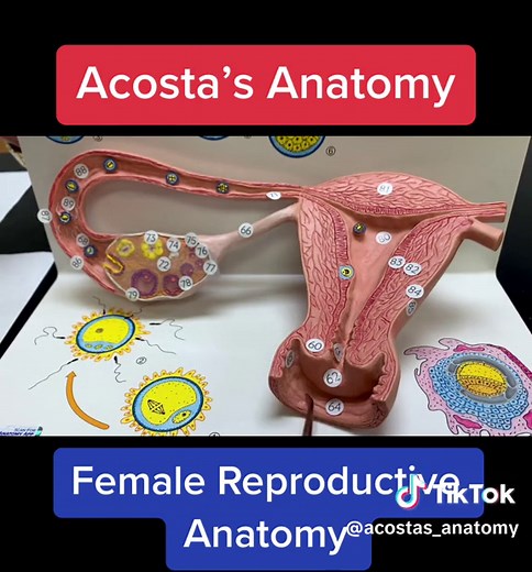 Like for part II #female #reproduction #health #anatomy | anatomy