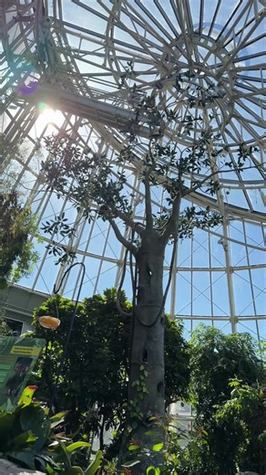 Explore the Butterfly Center at Houston's Natural Science Museum