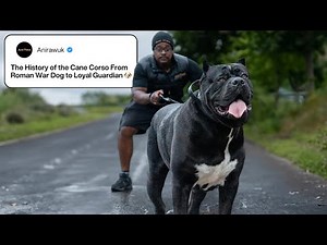 The History of the Cane Corso: From Roman War Dog to Loyal Guardian 🇮🇹