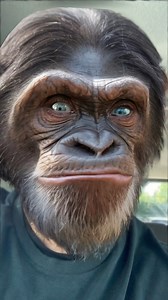 SUGAR SUGAR REMIX #music #song #sugarsugar #sugar #honey #candygirl #remix #houseremix #chimpanzee #ape | Aaron McIntosh