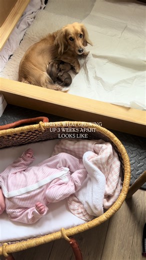 It’s crazy to think that Clover was just 3 weeks old when Winnie had her puppies - it’s no wonder Clover & Betty Boo are inseparable 💕💕